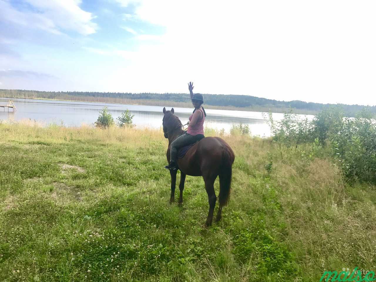 Постой для лошадей в Санкт-Петербурге. Фото 8