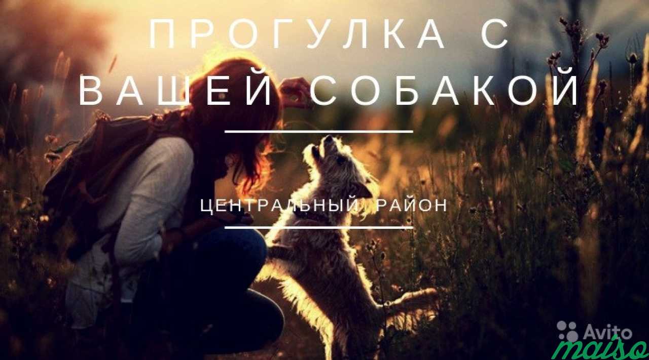 Прогулка с собакой в Санкт-Петербурге. Фото 1
