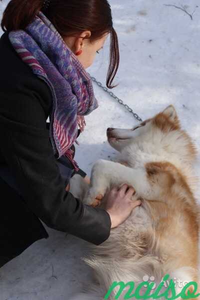 Догситтер (зооняня, передержка собак) Кронштадт в Санкт-Петербурге. Фото 5