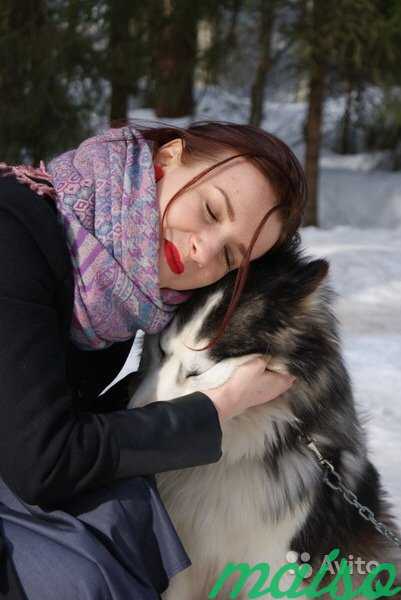 Догситтер (зооняня, передержка собак) Кронштадт в Санкт-Петербурге. Фото 1