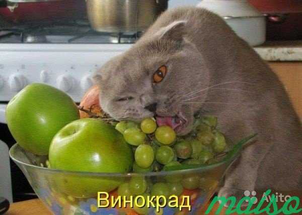 Временный уход за кошкой или котиком в Санкт-Петербурге. Фото 1