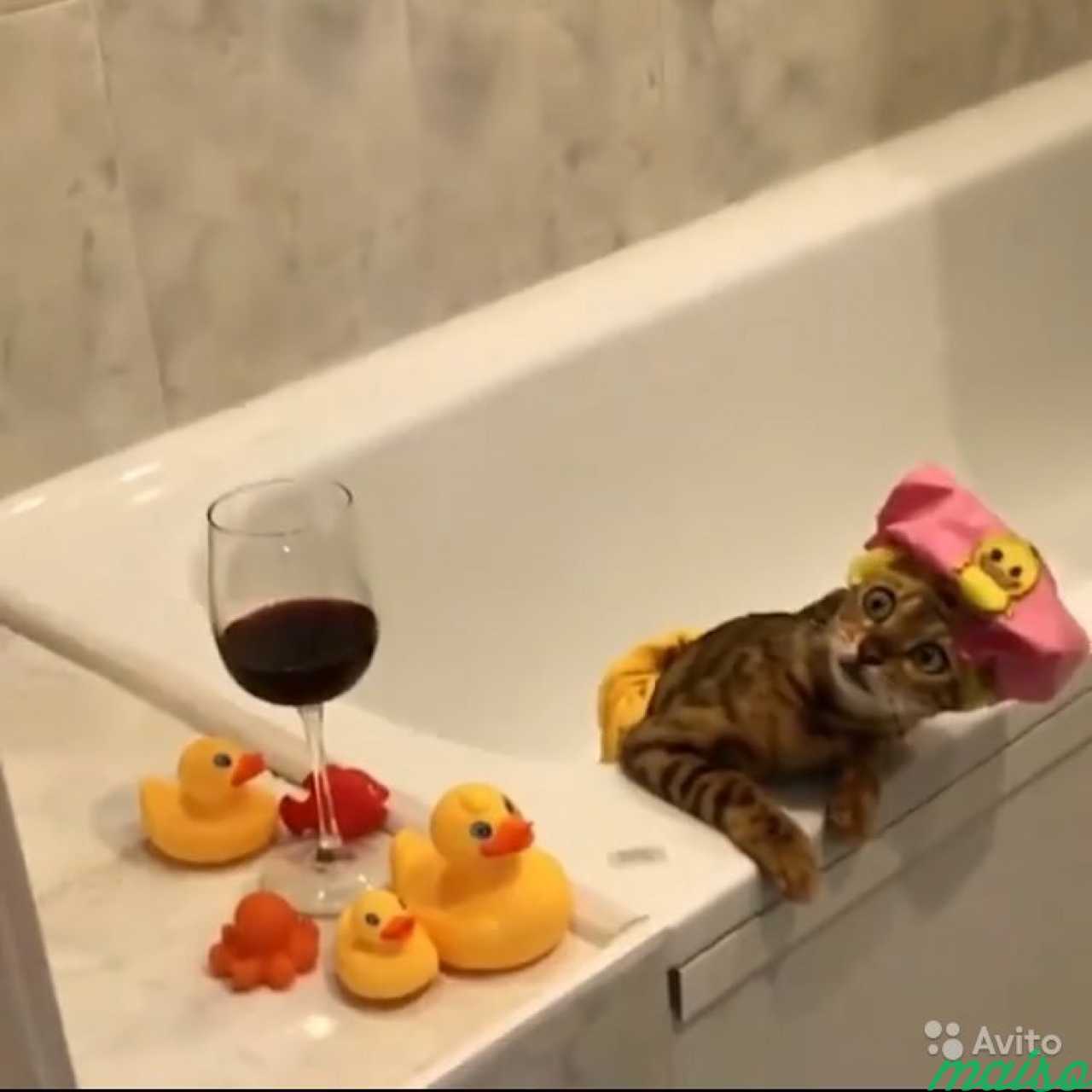 Кот в ванне с уточками