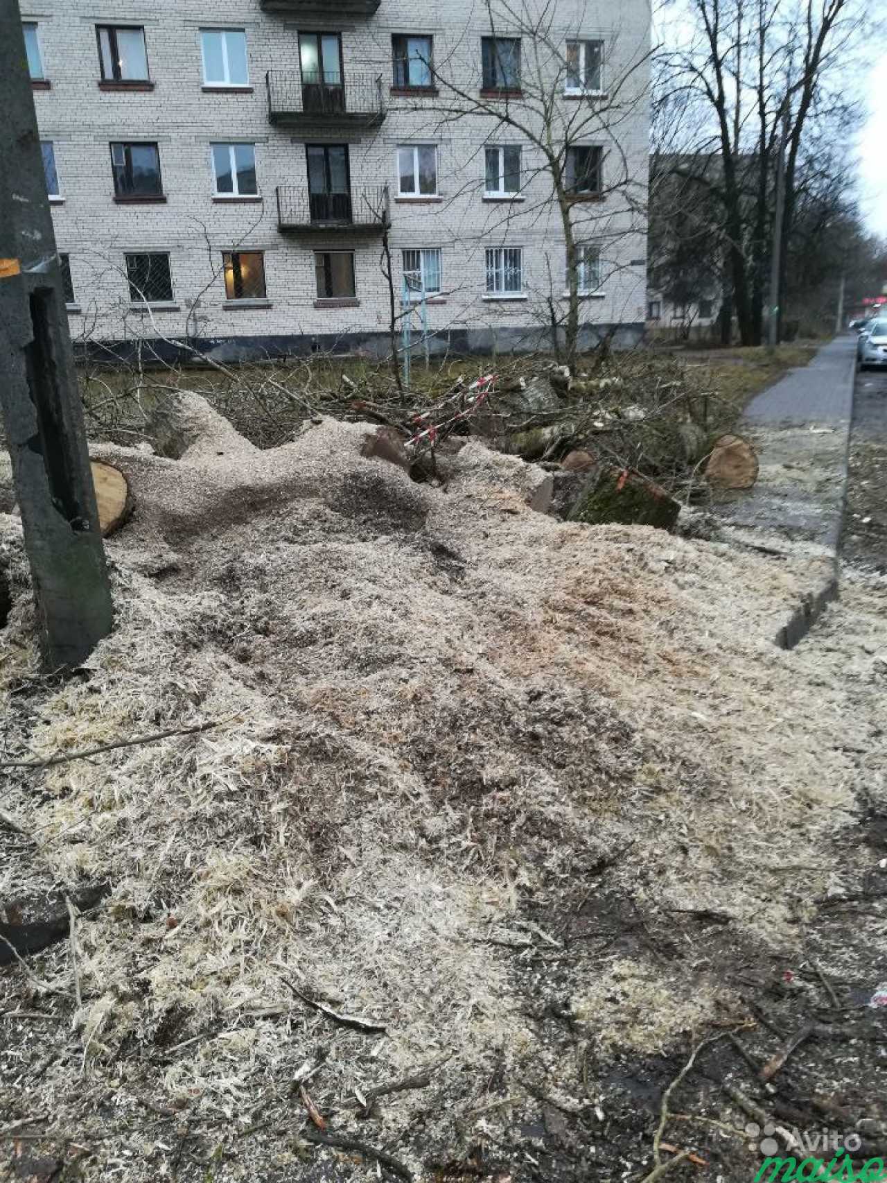 Валка, спил деревьев, удаление пней в Санкт-Петербурге. Фото 3