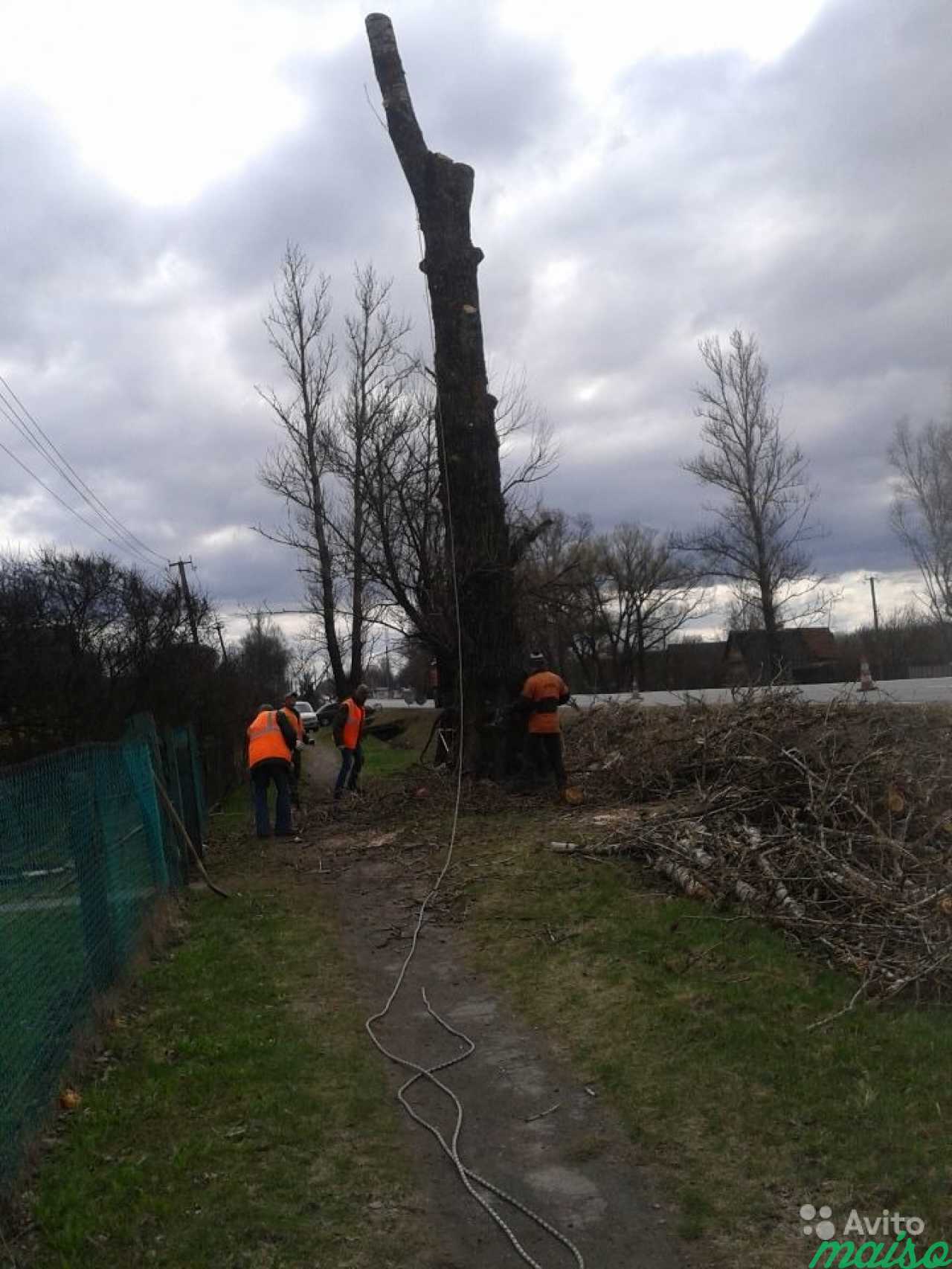 Валка, спил деревьев, удаление пней в Санкт-Петербурге. Фото 1