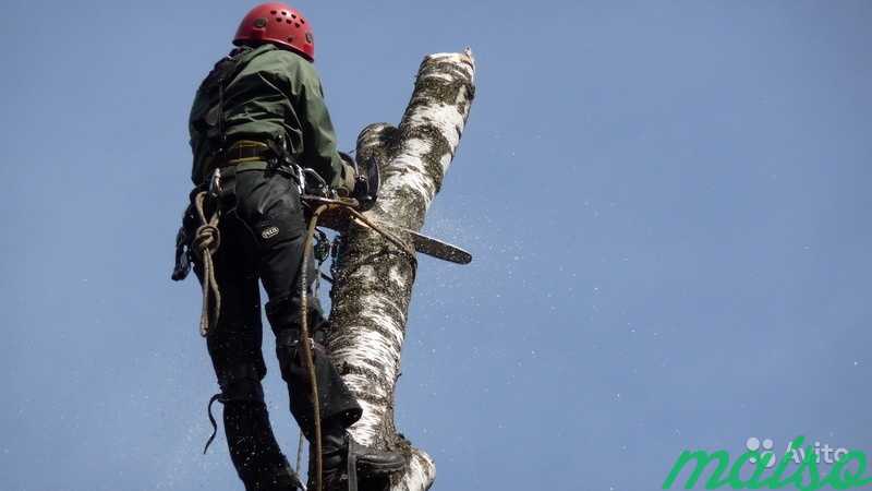Удалить, спилить дерево. Аренда дробилки веток в Москве. Фото 7