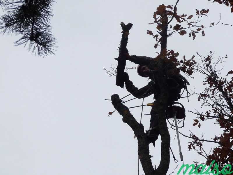 Удалить, спилить дерево. Аренда дробилки веток в Москве. Фото 6