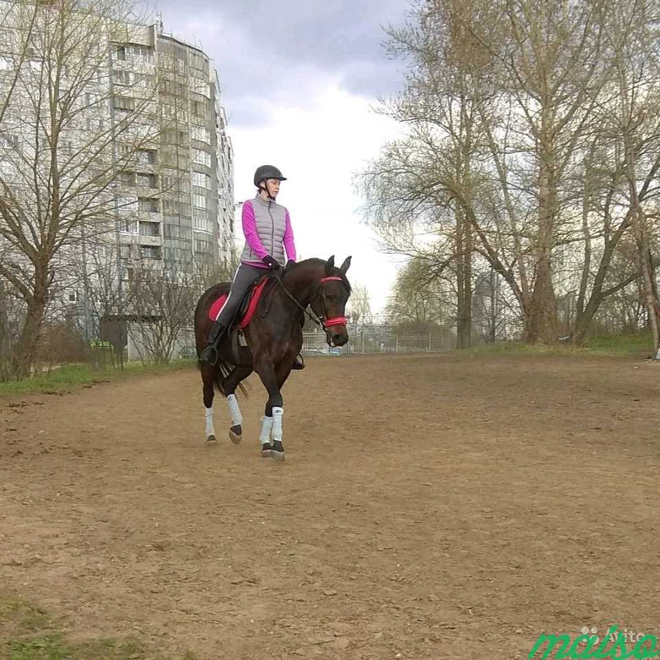 Обучение верховой езде детей и взрослых в Москве. Фото 4