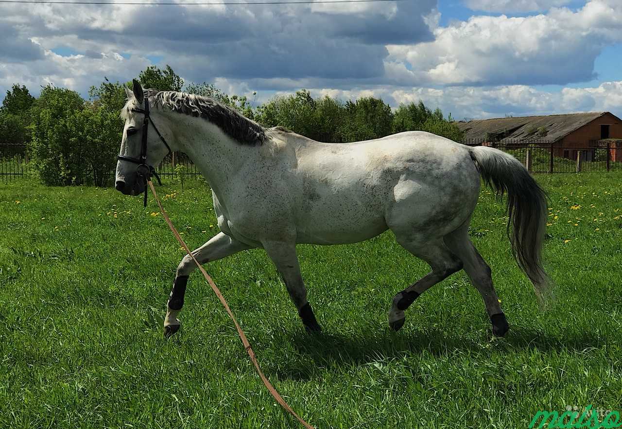 Снять лошадей. Horse Rental.