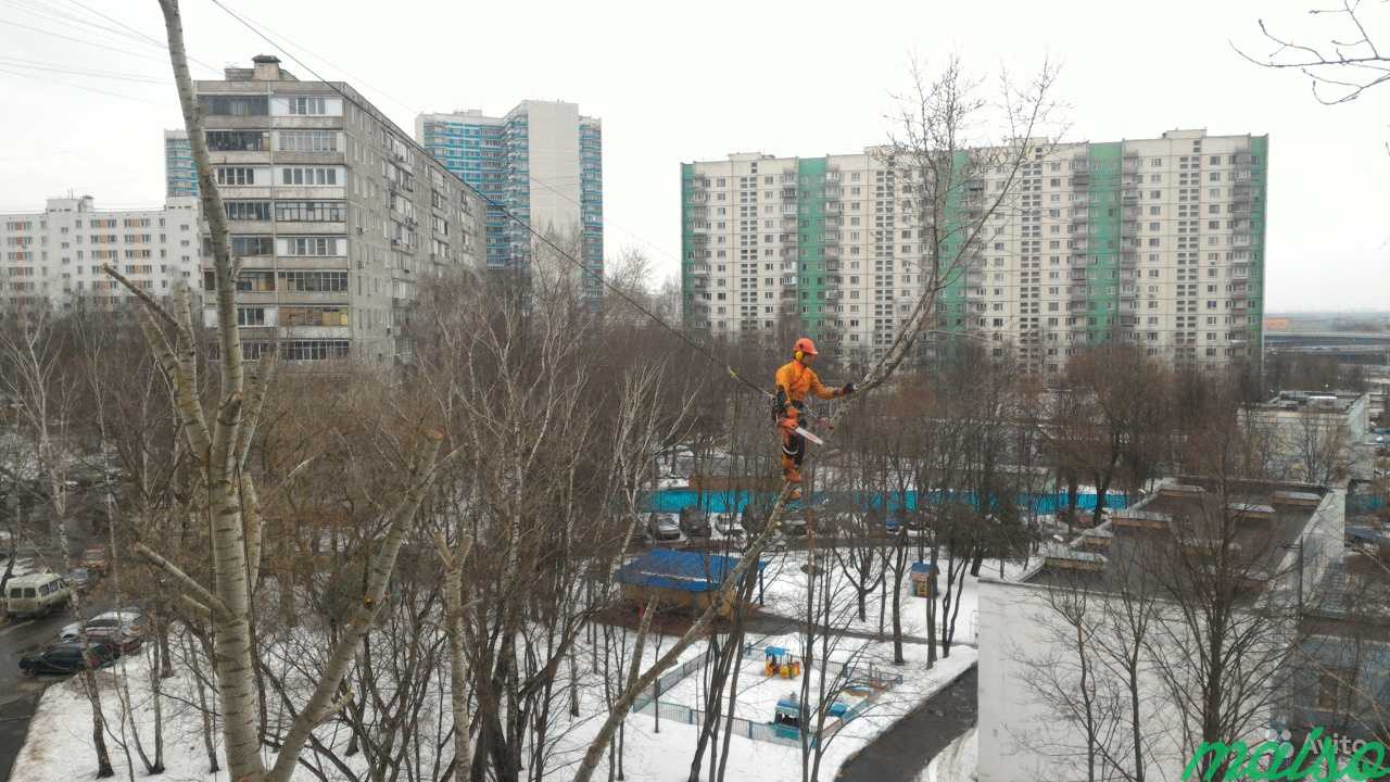 Обрезка деревьев, кронирование в Москве. Фото 9