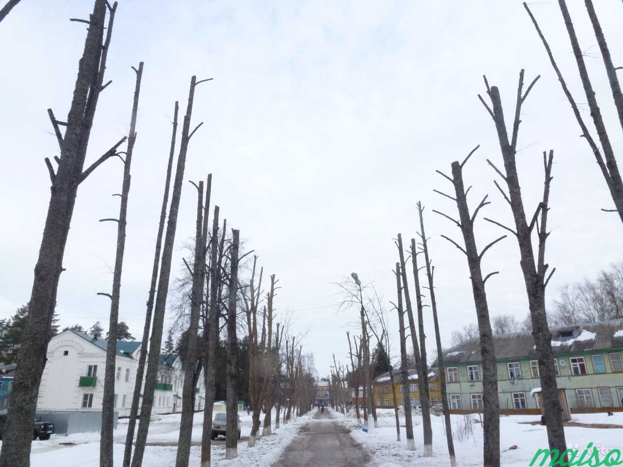 Обрезка деревьев, кронирование в Москве. Фото 4