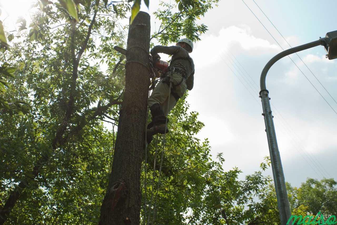Удаление деревьев, обрезка веток, снять кошку в Москве. Фото 2