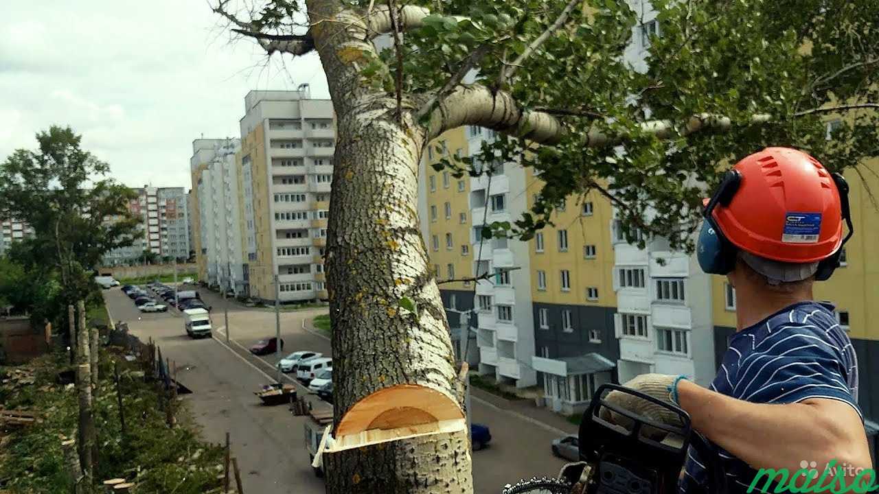 Спил деревьев и установка заборов в Москве. Фото 1