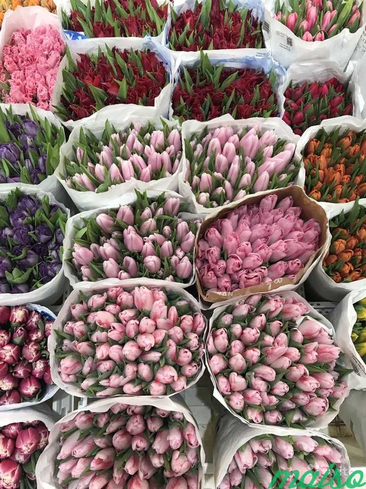 Тюльпаны оптом. Тюльпаны от производителя. Цветы Ижевск тюльпаны. Урожай и цветы. Купить тюльпаны оптом владивосток