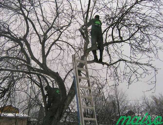 Обрезка деревьев в Москве. Фото 1
