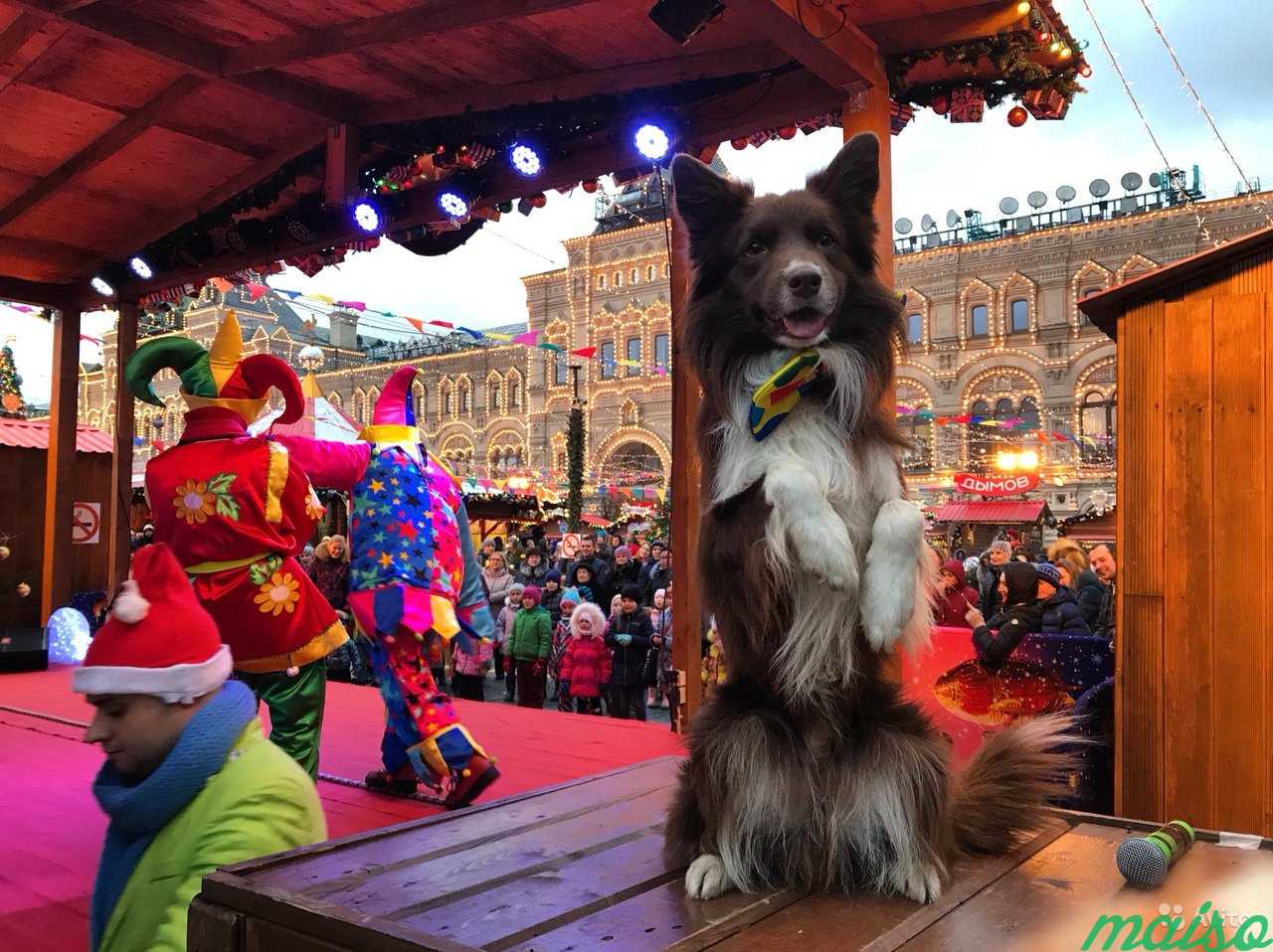 Кинособаки украсят любой праздник в Москве. Фото 1