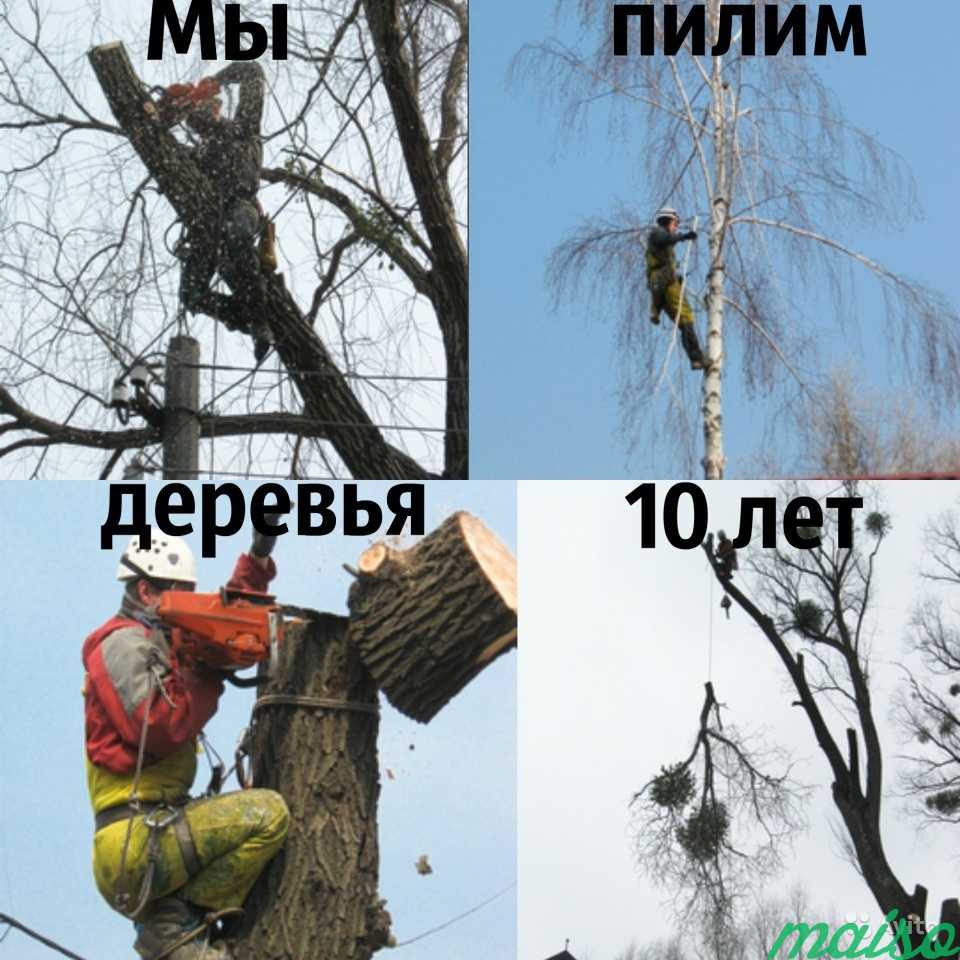 Спилить дерево. Удаление вырубка деревьев в Москве. Фото 1