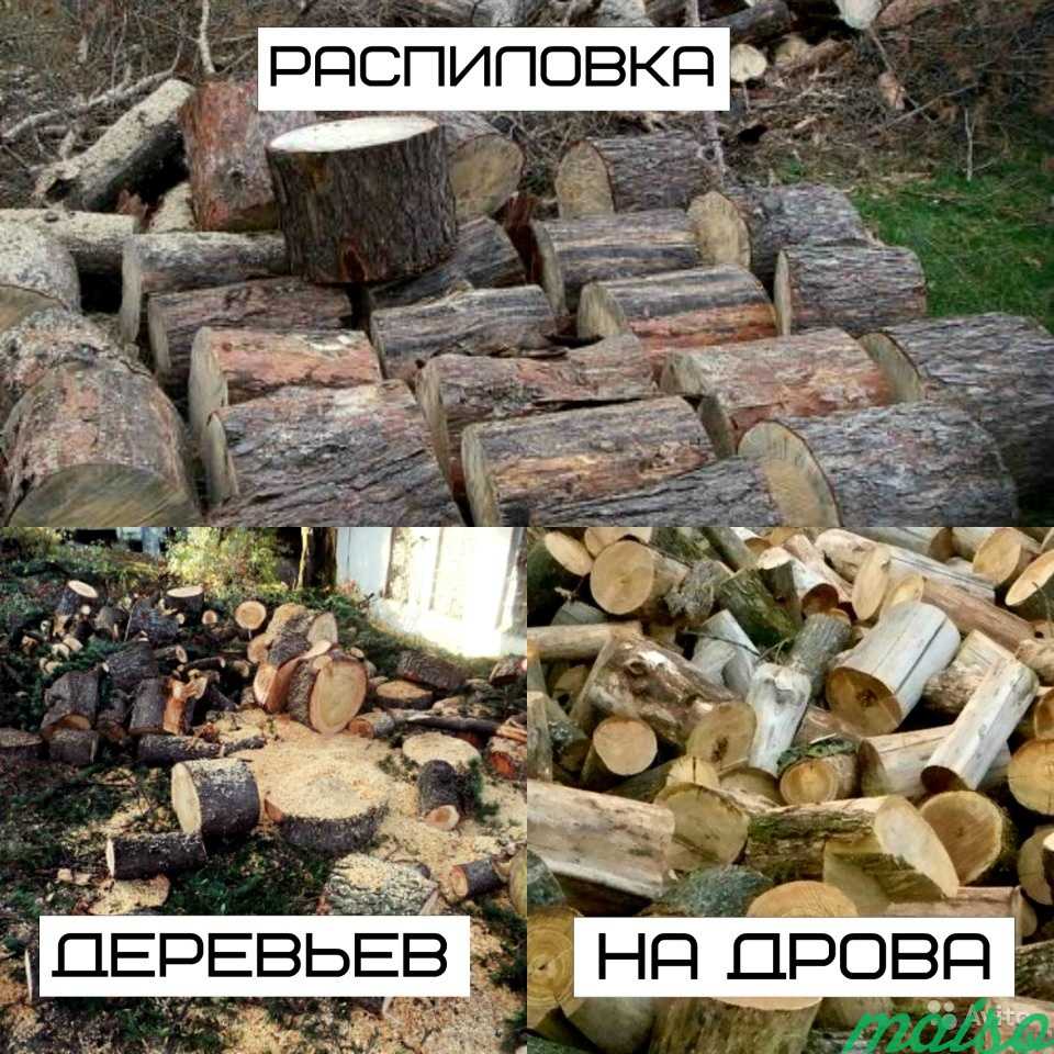 Спилить дерево. Удаление вырубка деревьев в Москве. Фото 3