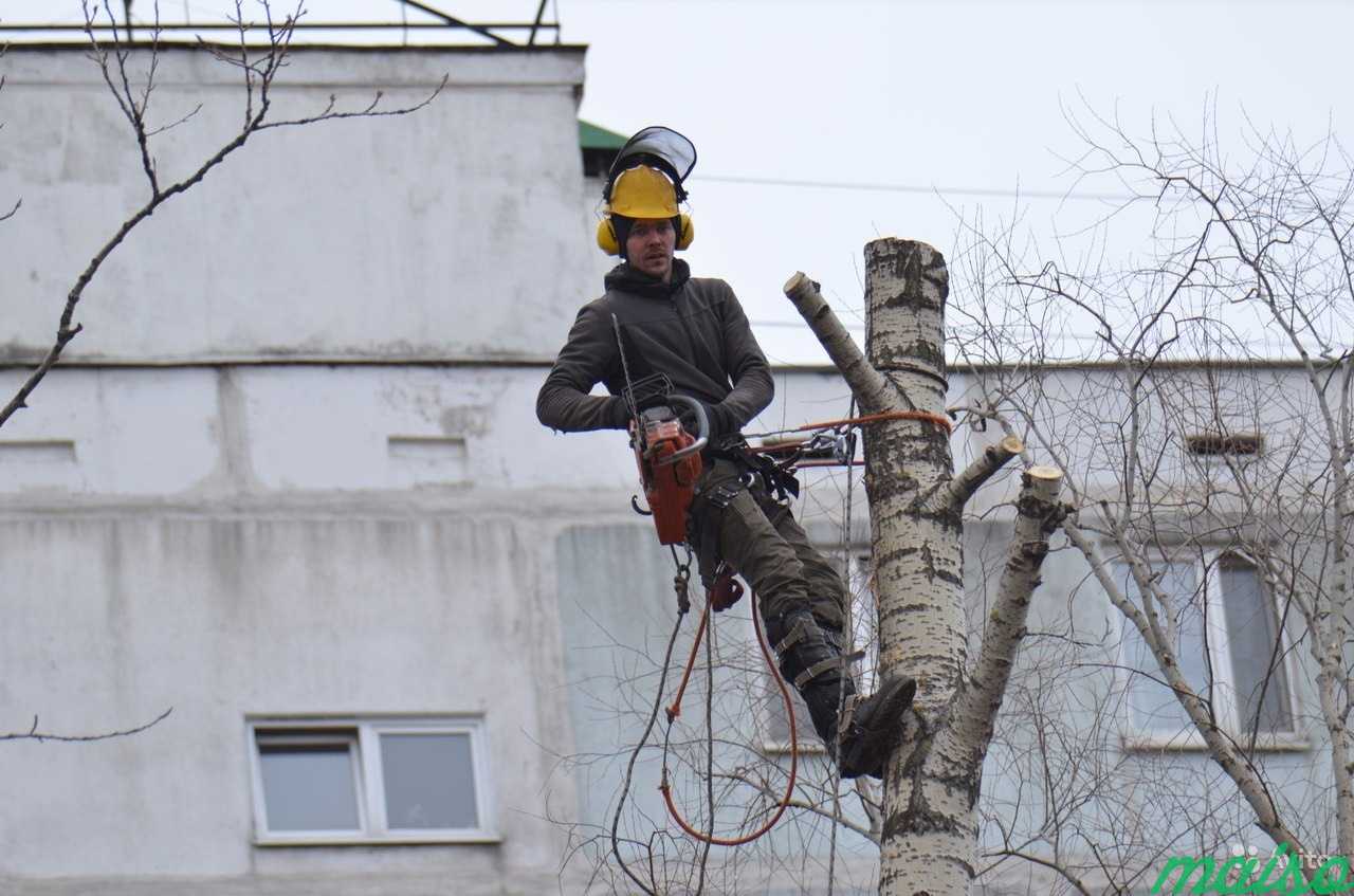 Удаление деревьев.Спилить дерево.Валка деревьев в Москве. Фото 5