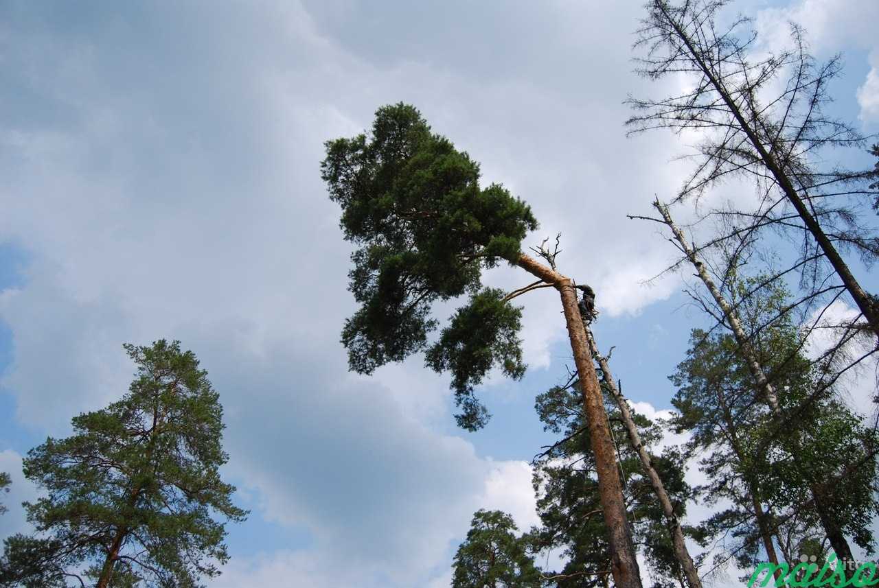 Удаление деревьев.Спилить дерево.Валка деревьев в Москве. Фото 10