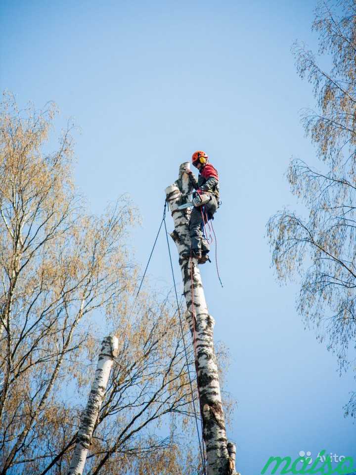 Удаление деревьев.Спилить дерево.Валка деревьев в Москве. Фото 3