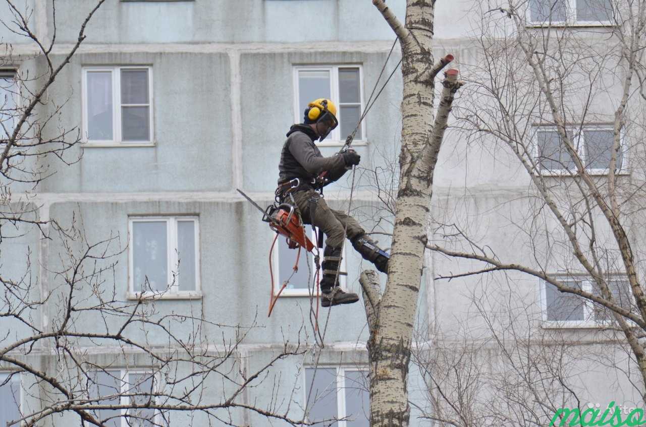 Удаление деревьев.Спилить дерево.Валка деревьев в Москве. Фото 4