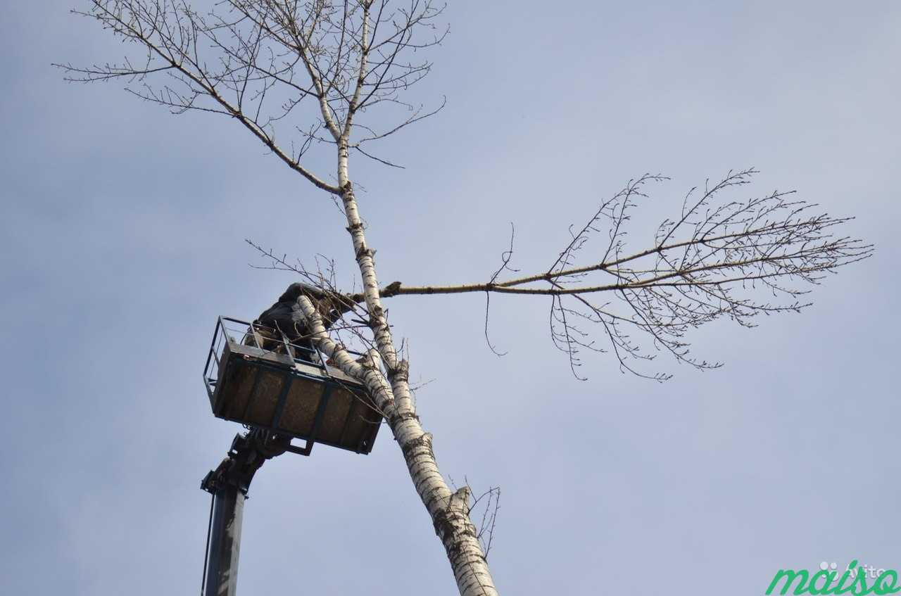 Удаление деревьев.Спилить дерево.Валка деревьев в Москве. Фото 7