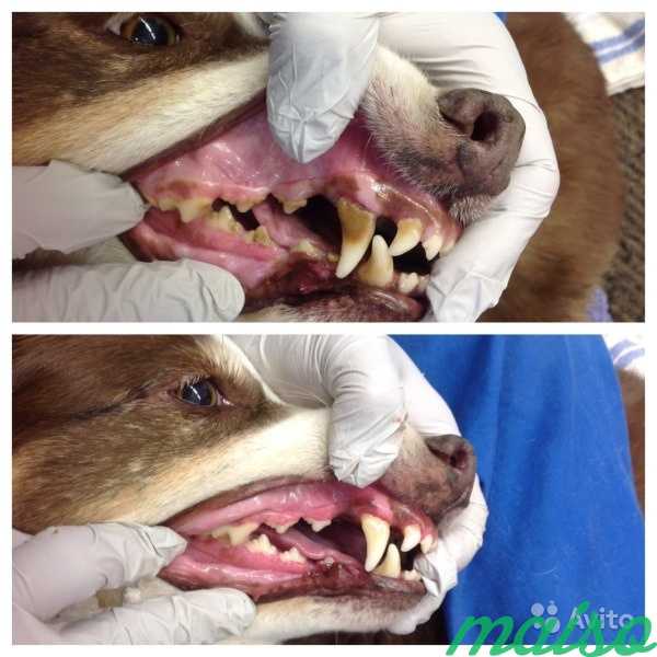 Ультразвуковая чистка зубов собакам без наркоза в Москве. Фото 2