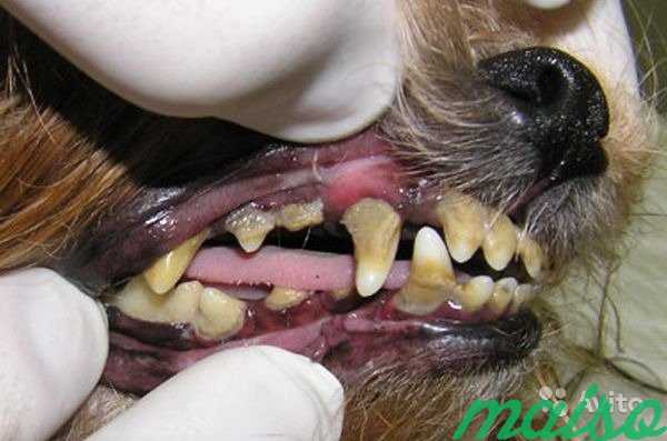 Ультразвуковая чистка зубов собакам без наркоза в Москве. Фото 5