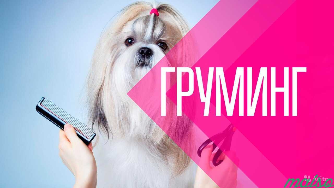Груминг (стрижка собак) с выездом на дом в Москве. Фото 1