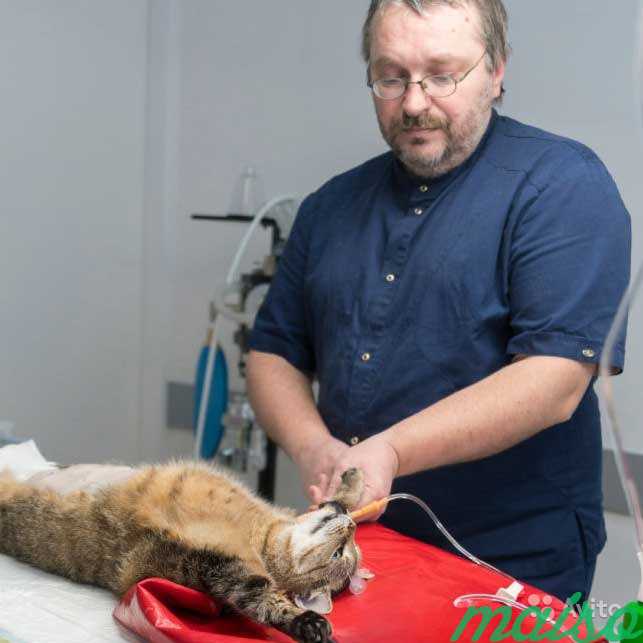Ветеринар на дом в Москве. Фото 1