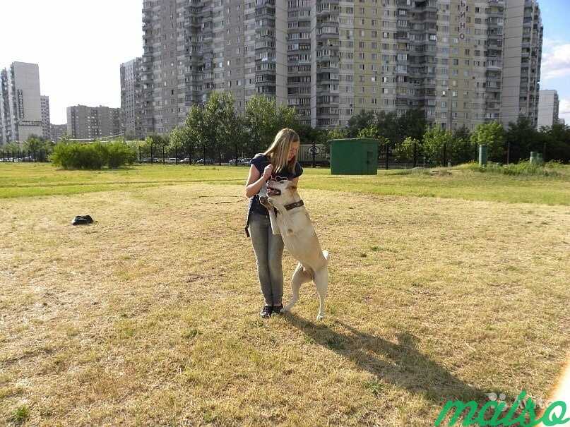 Дрессировка собак (услуги кинолога) в Москве. Фото 6