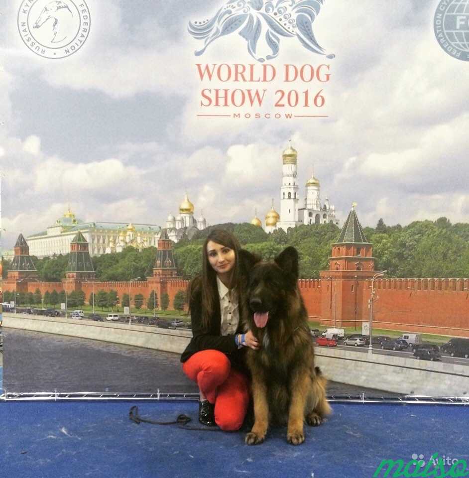 Дрессировка собак всех пород. Хендлинг. Кинолог в Москве. Фото 7