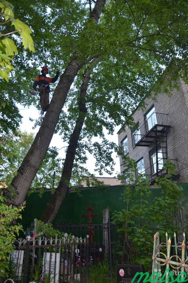 Спил деревьев, кронирование, обрезка сухих веток в Москве. Фото 8