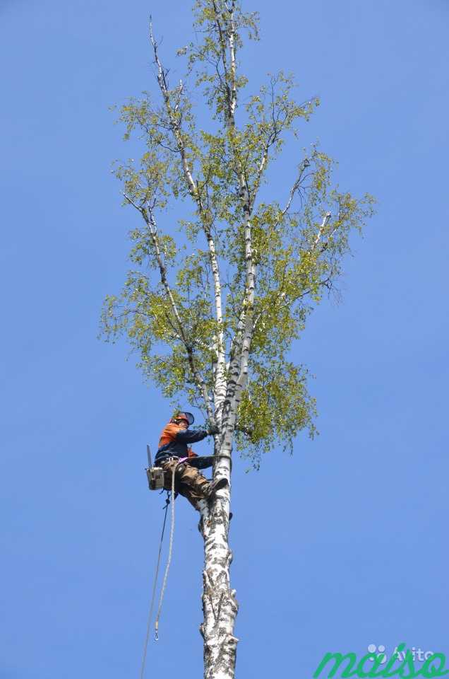 Спил деревьев, кронирование, обрезка сухих веток в Москве. Фото 3