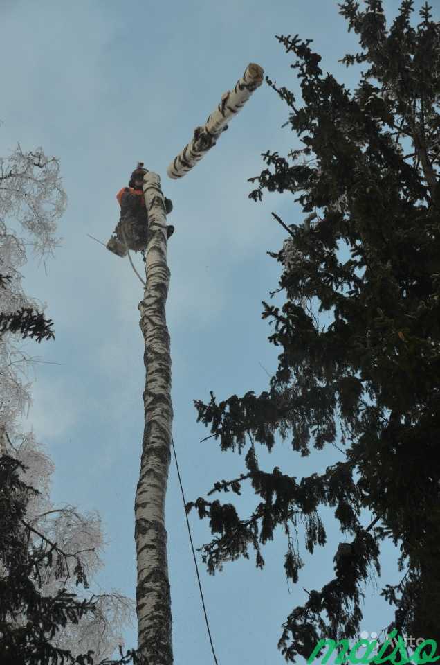 Спилить дерево. Валка деревьев в Москве. Фото 10