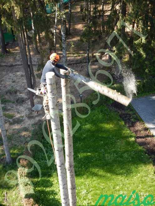 Спилить дерево. Валка деревьев в Москве. Фото 5
