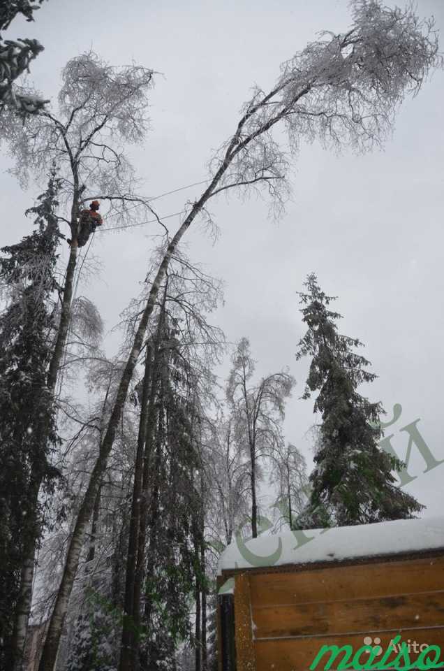 Спилить дерево. Валка деревьев в Москве. Фото 8