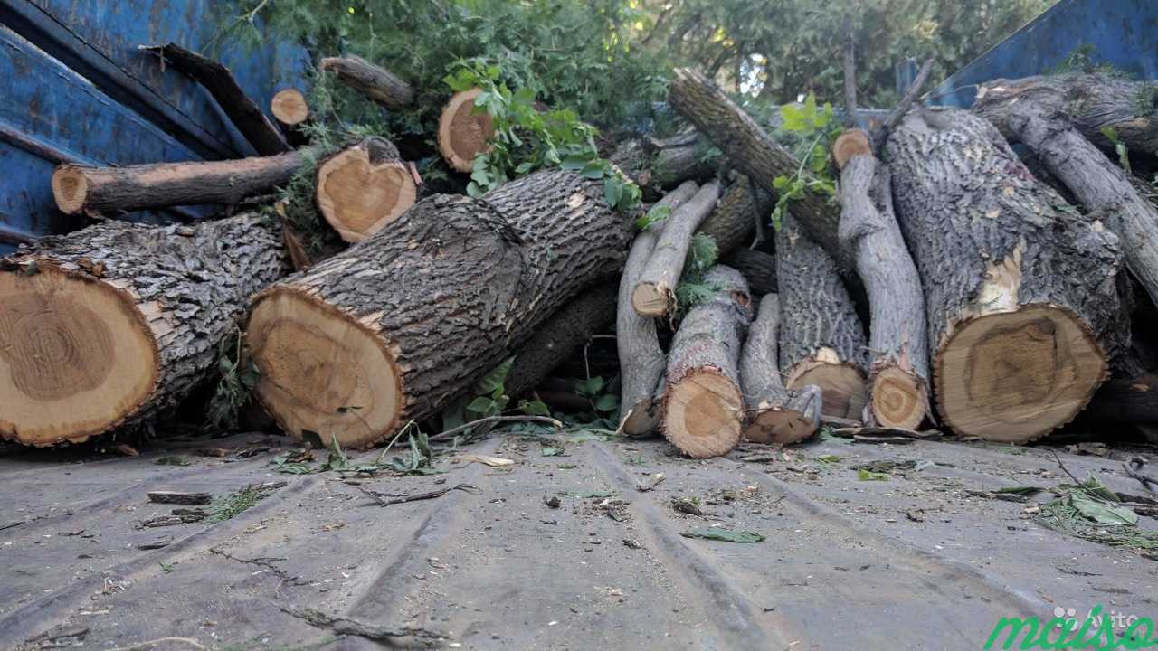 Приму машину спиленных деревьев, брёвна на дрова в Москве. Фото 1
