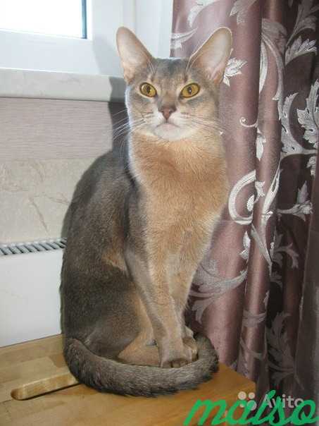 Абиссинский кот, вязка в Москве. Фото 1