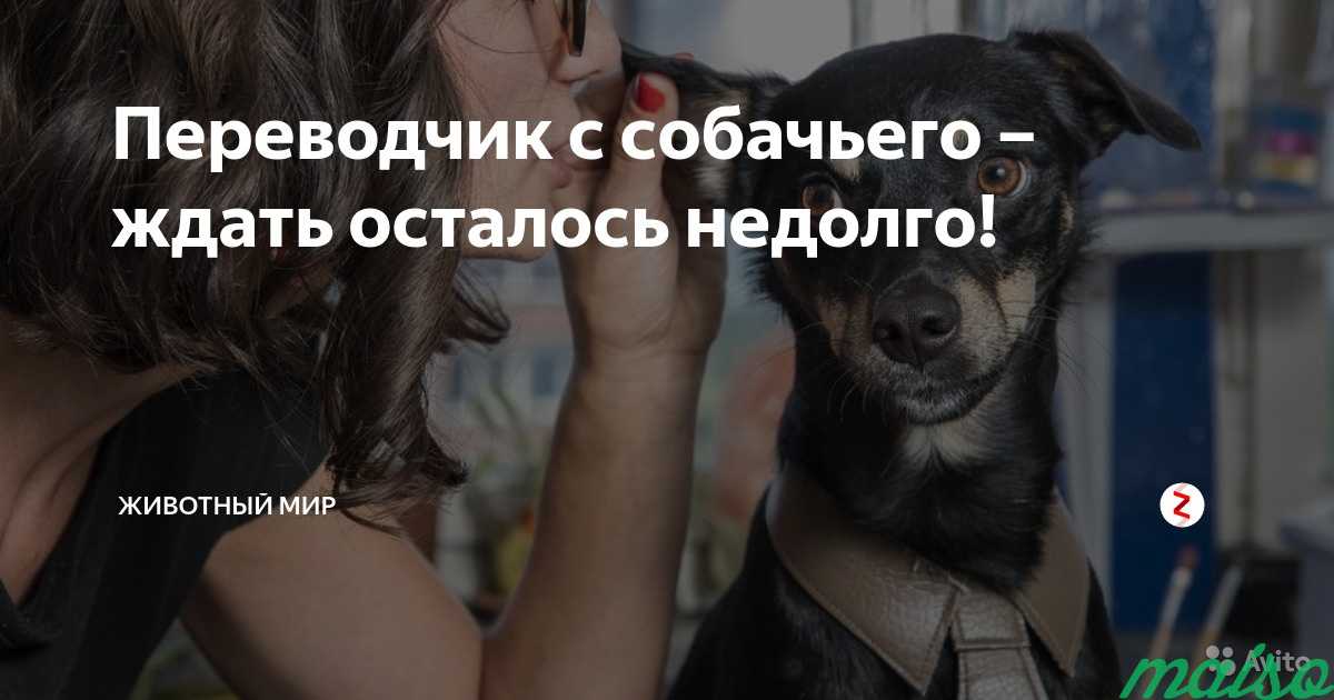 Коррекция поведения собак в Москве. Фото 1