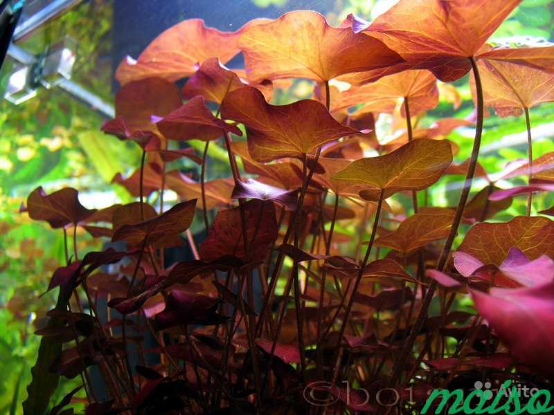 Оформление аквариума с живыми растениями в Москве. Фото 2