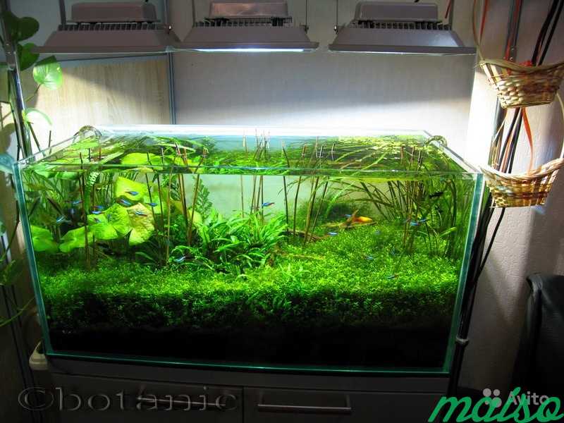 Оформление аквариума с живыми растениями в Москве. Фото 1