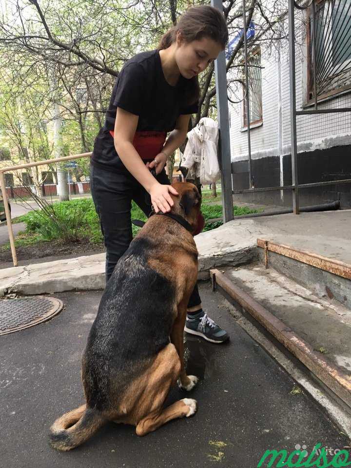 Выгул собак,Донской р-н в Москве. Фото 1