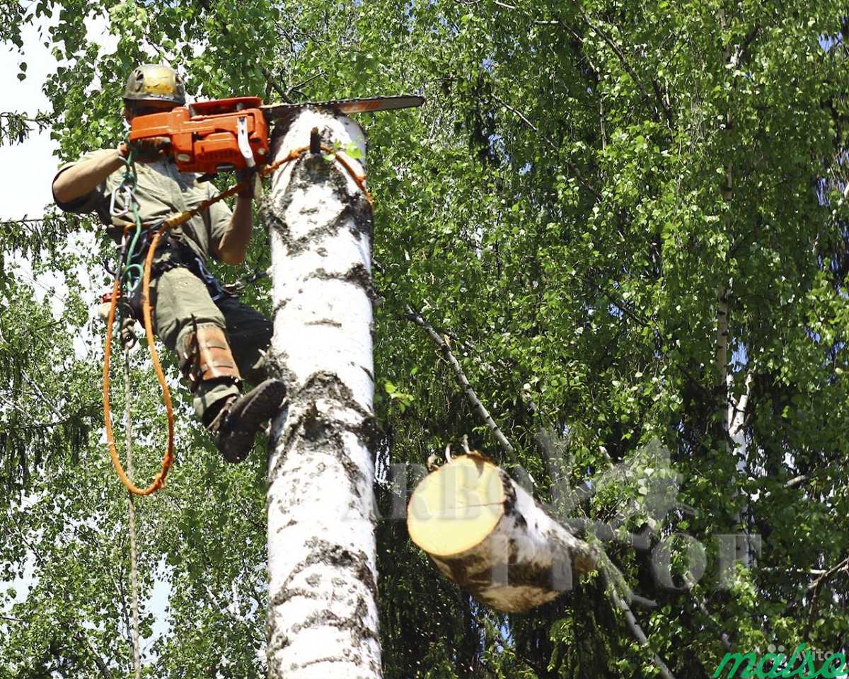 Удаление, обрезка деревьев любой сложности в Москве. Фото 4