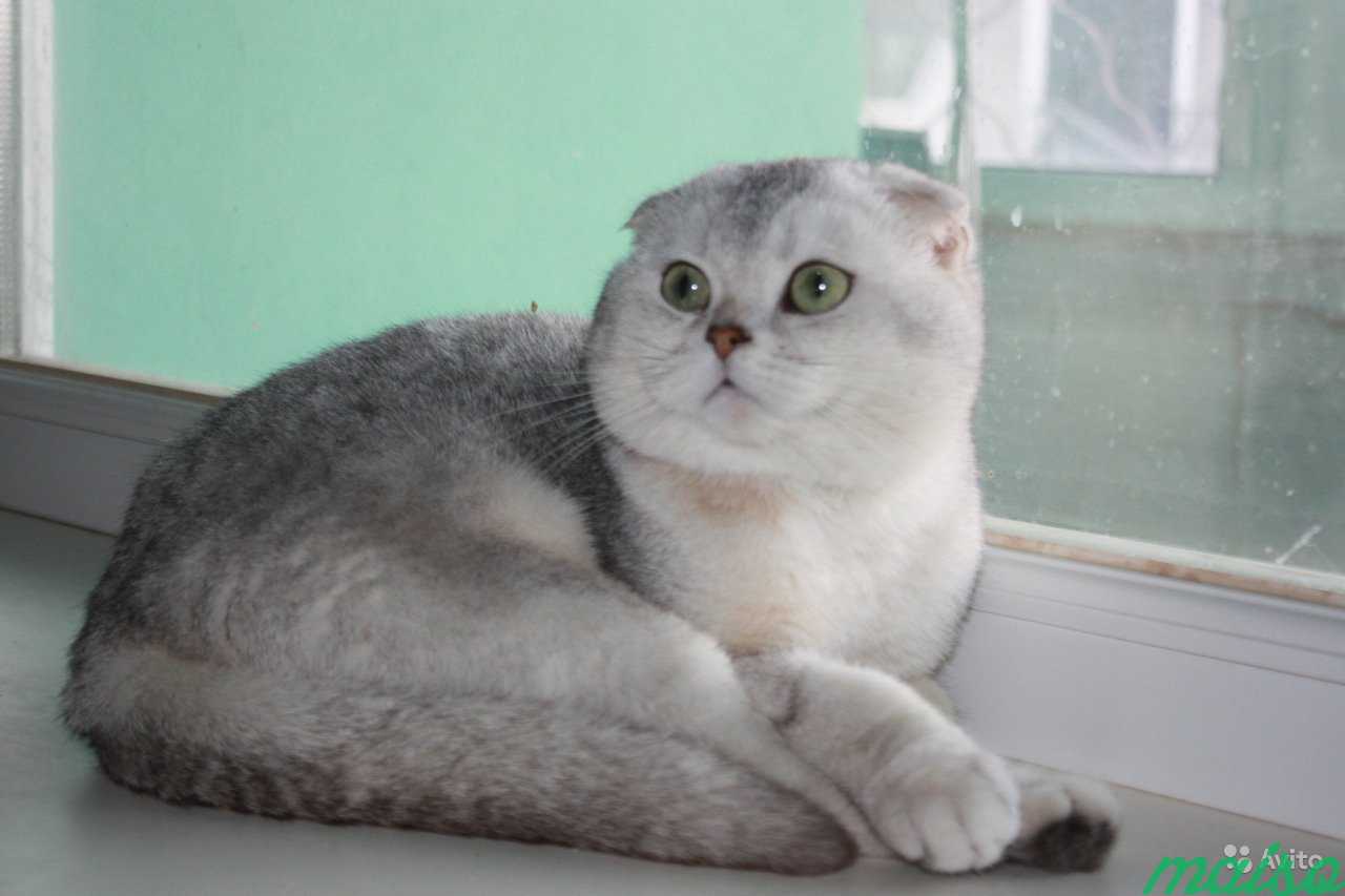 Вязка с вислоухим тиккированным котиком/ есть котя в Москве. Фото 1