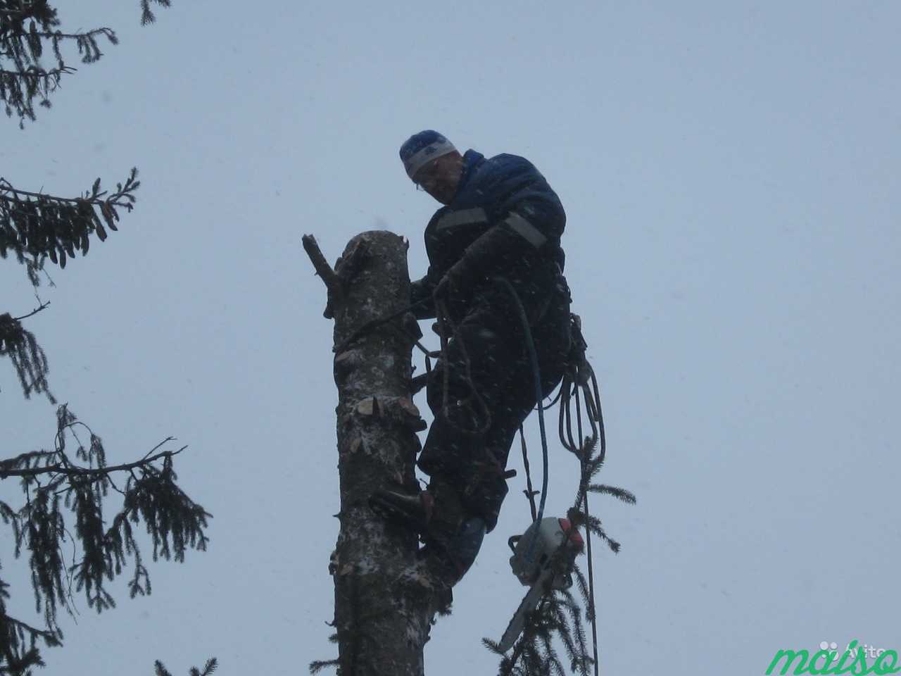 Спилить дерево, удалить дерево, арбористы в Москве. Фото 4