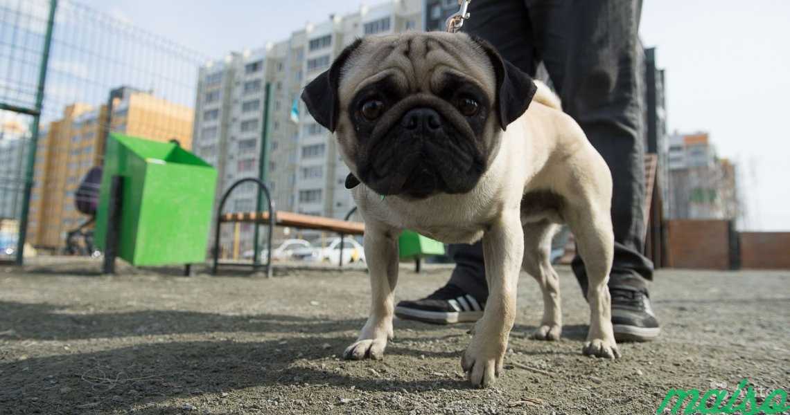 Выгул собак в Москве. Фото 1