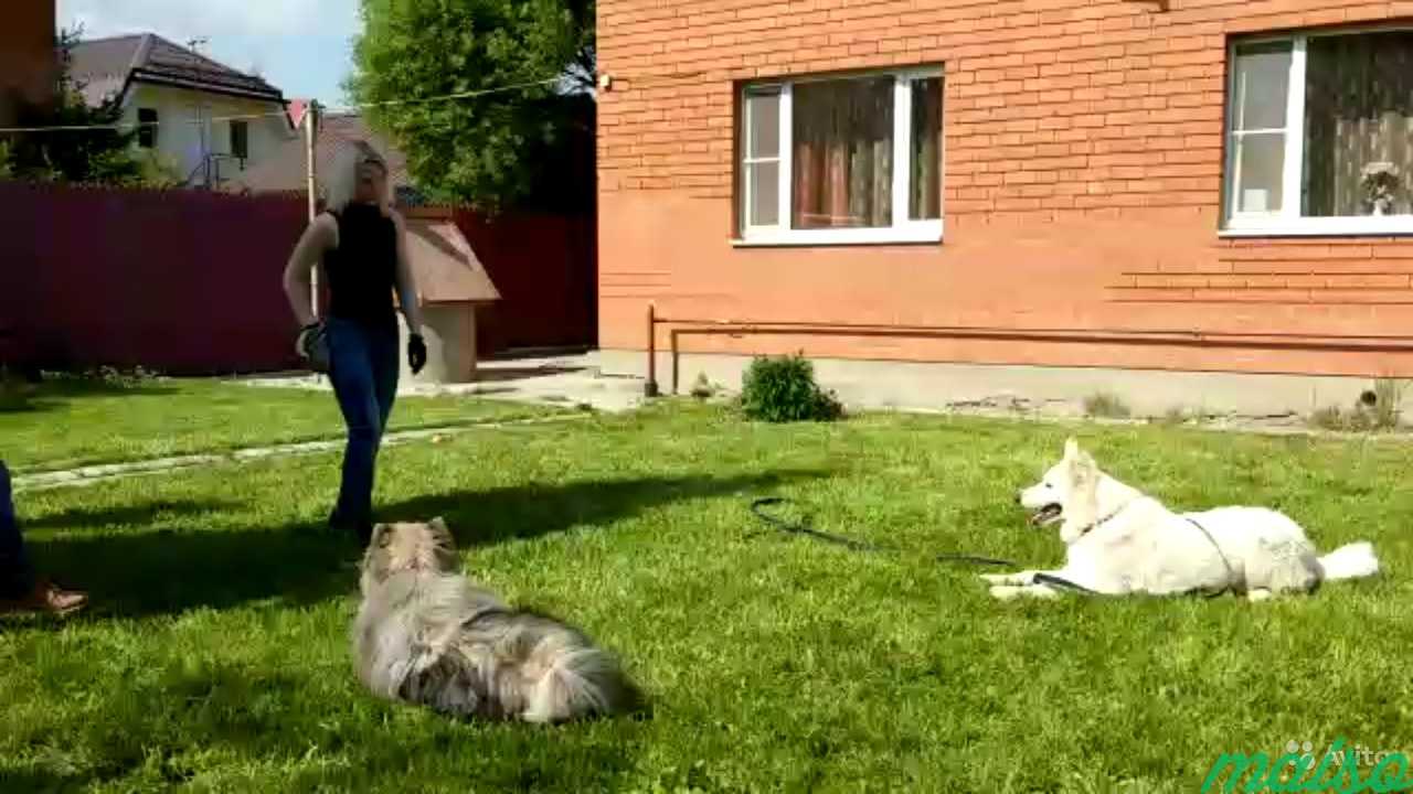 Кинолог Дрессировка Собак в Москве. Фото 3