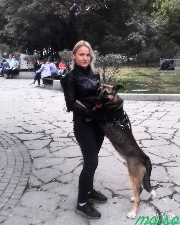Кинолог Дрессировка Собак в Москве. Фото 10