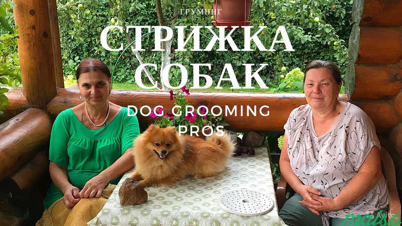 Груминг: стрижка для собак в Москве. Фото 1